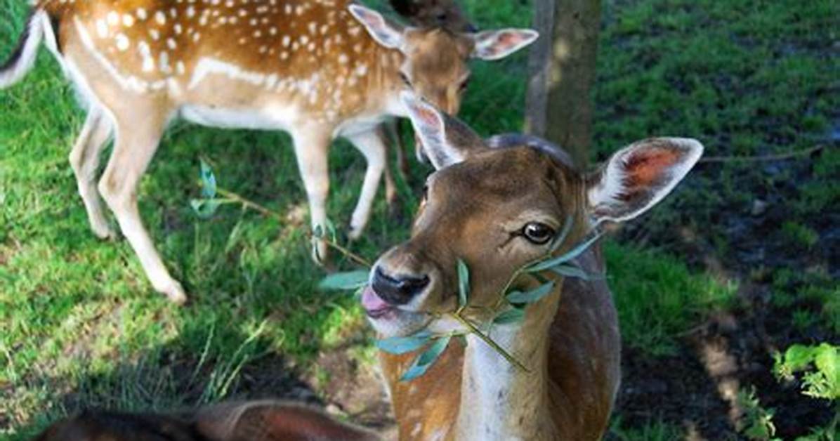 Will Deer Eat Euryops?