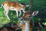 Will Deer Eat Euryops?