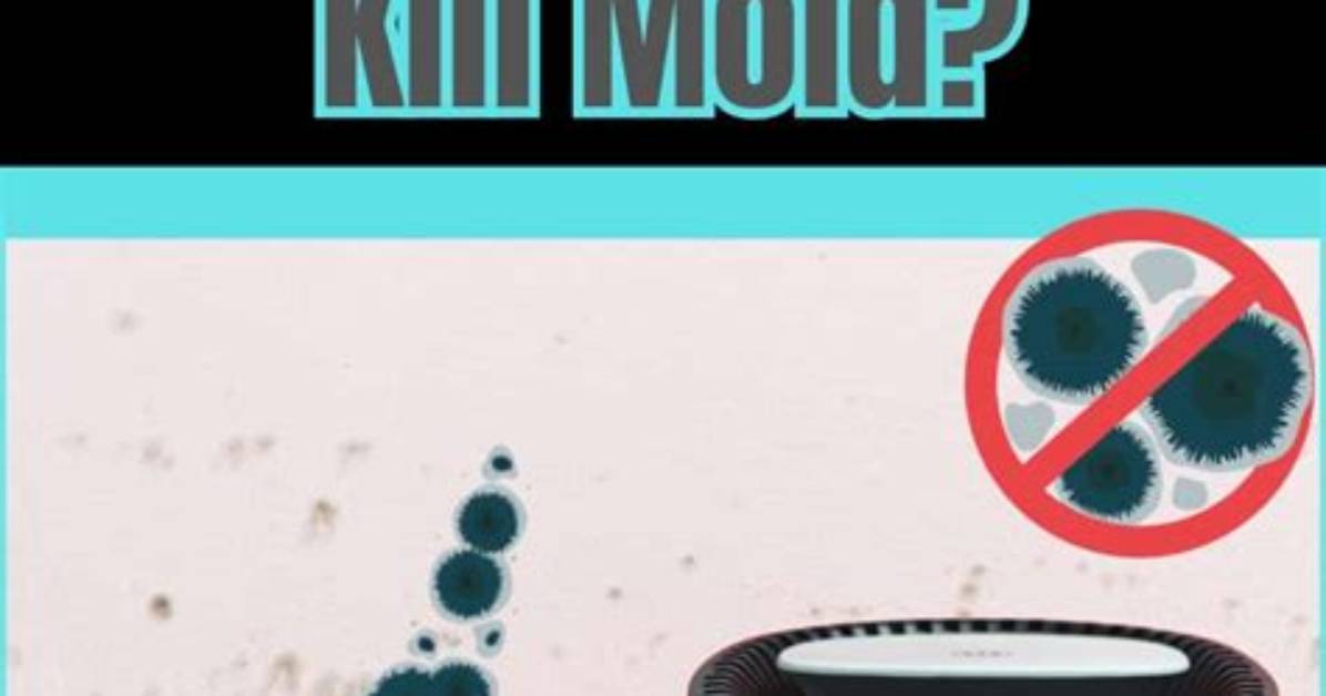 Will Dehumidifiers Kill Mold?