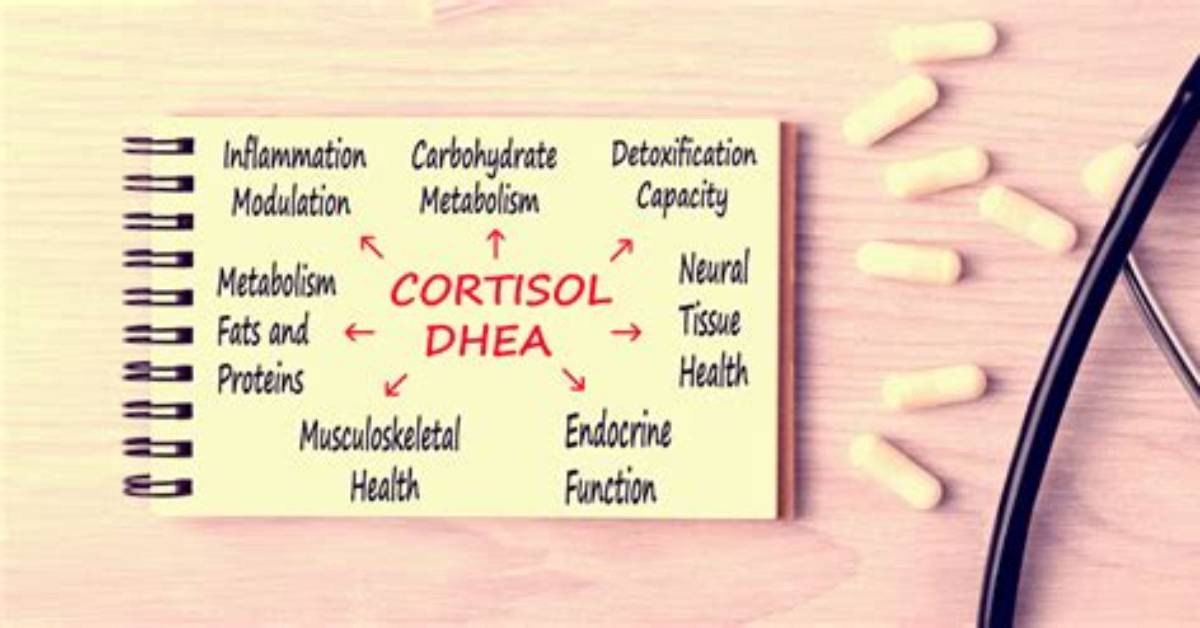 Will Dhea Lower Cortisol?