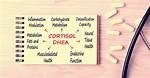 Will Dhea Lower Cortisol?