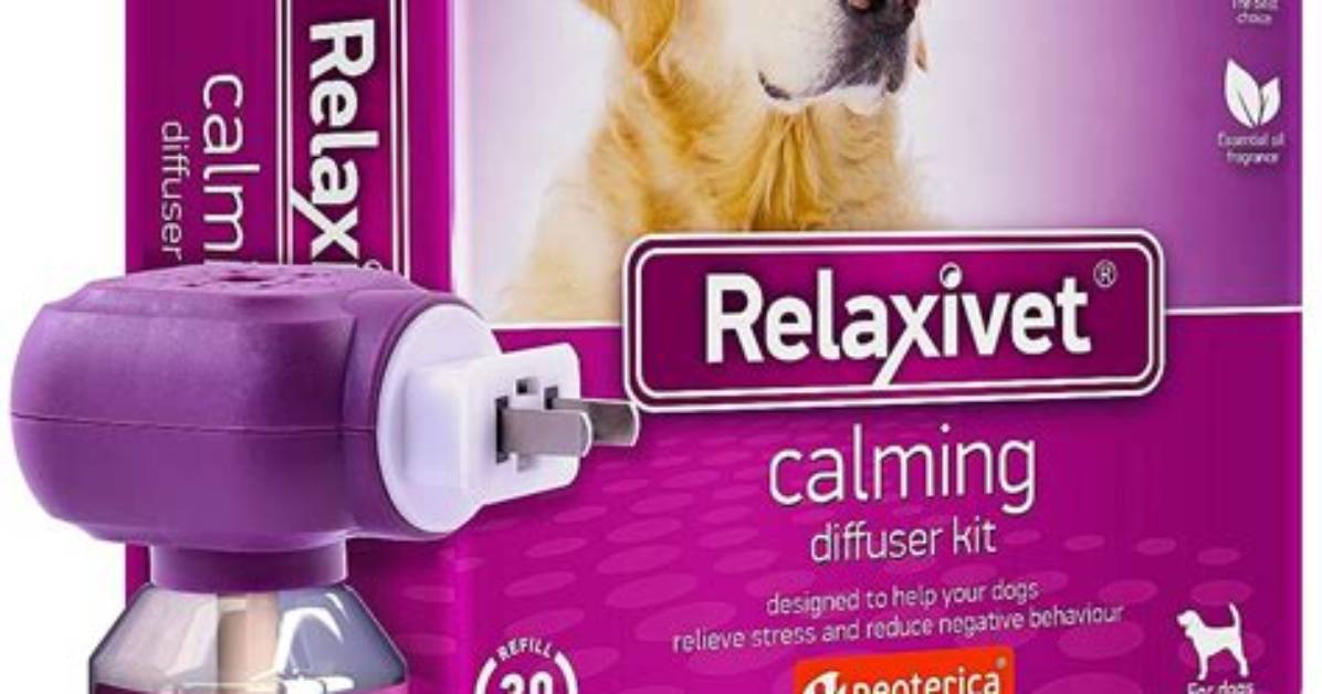 Will Diffusers Hurt Dogs?
