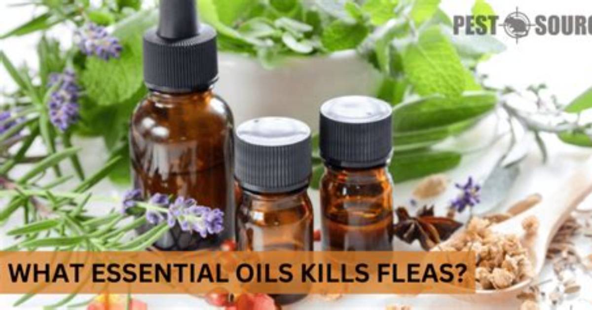 Will Diffusing Essential Oils Kill Fleas?