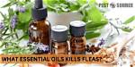 Will Diffusing Essential Oils Kill Fleas?