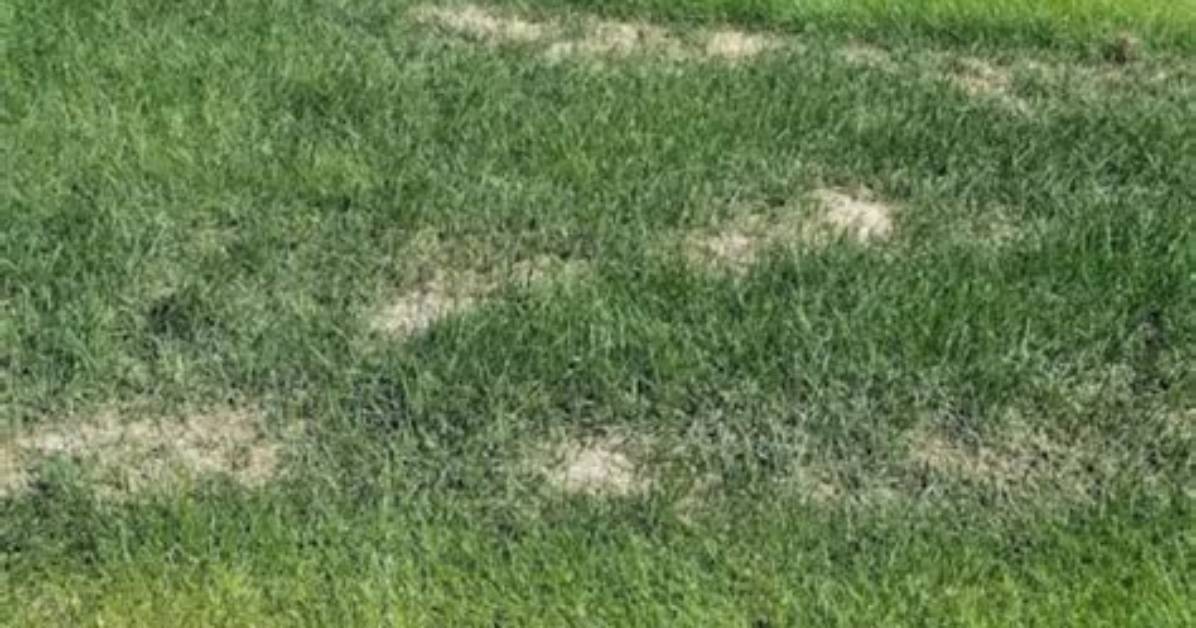 Will Diluted Bleach Kill Grass?