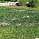 Will Diluted Bleach Kill Grass?