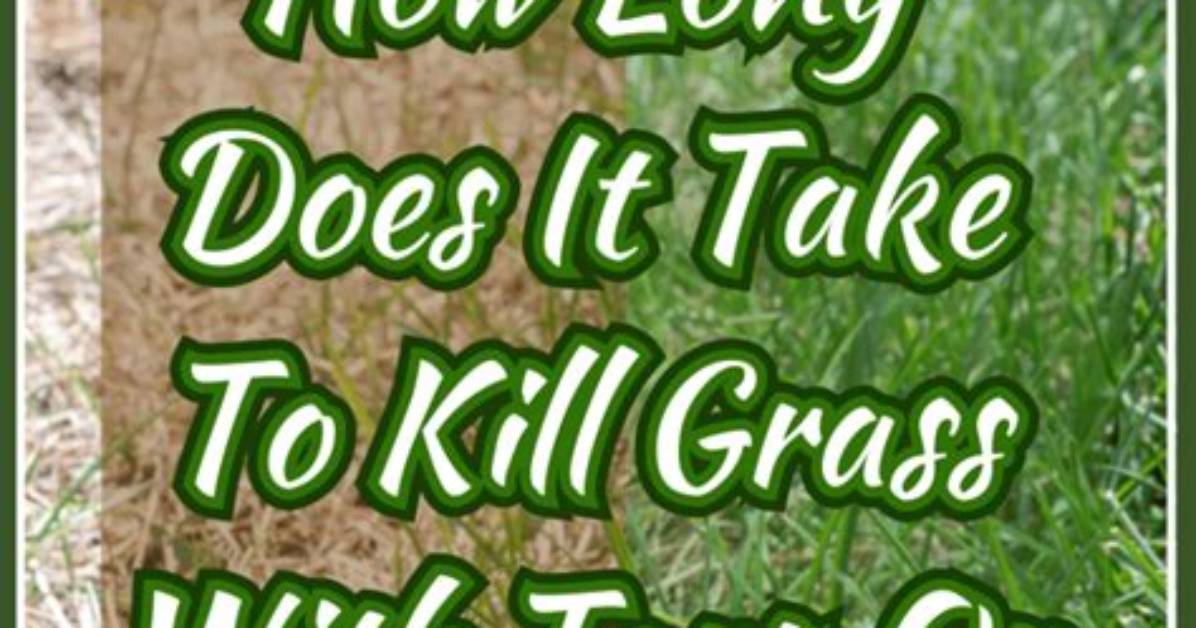 Will Disking Kill Grass?