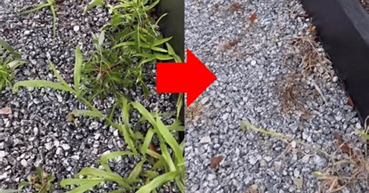 Will Disking Kill Weeds?