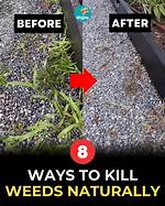 Will Disking Kill Weeds?