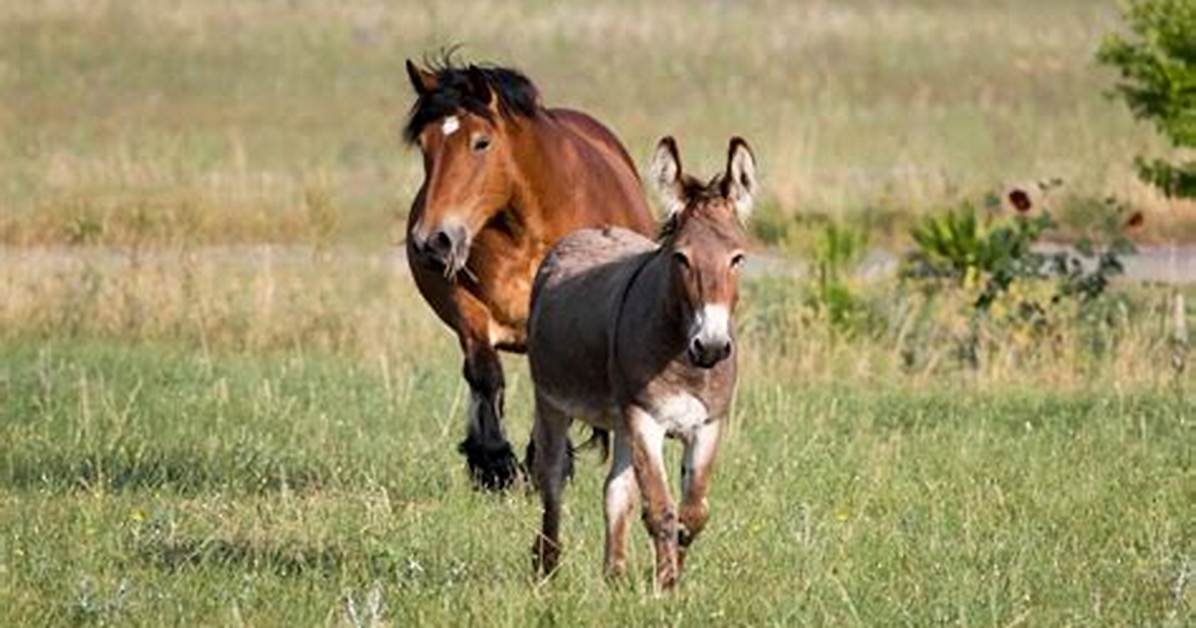 Will Donkeys Kill Coyotes?