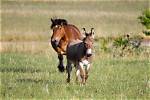 Will Donkeys Kill Coyotes?