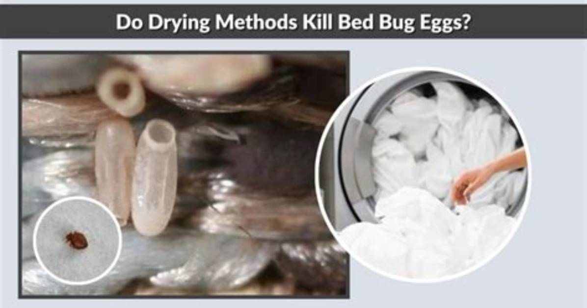 Will Dryer Kill Bed Bug Eggs