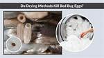 Will Dryer Kill Bed Bug Eggs