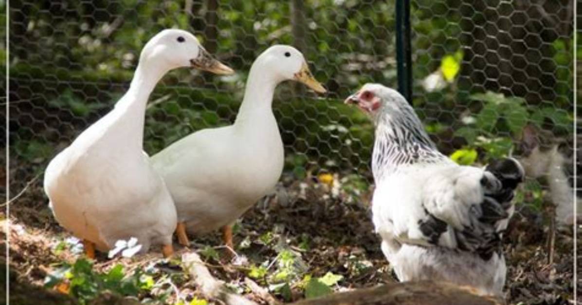Will Ducks Kill Chickens?