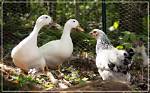 Will Ducks Kill Chickens?