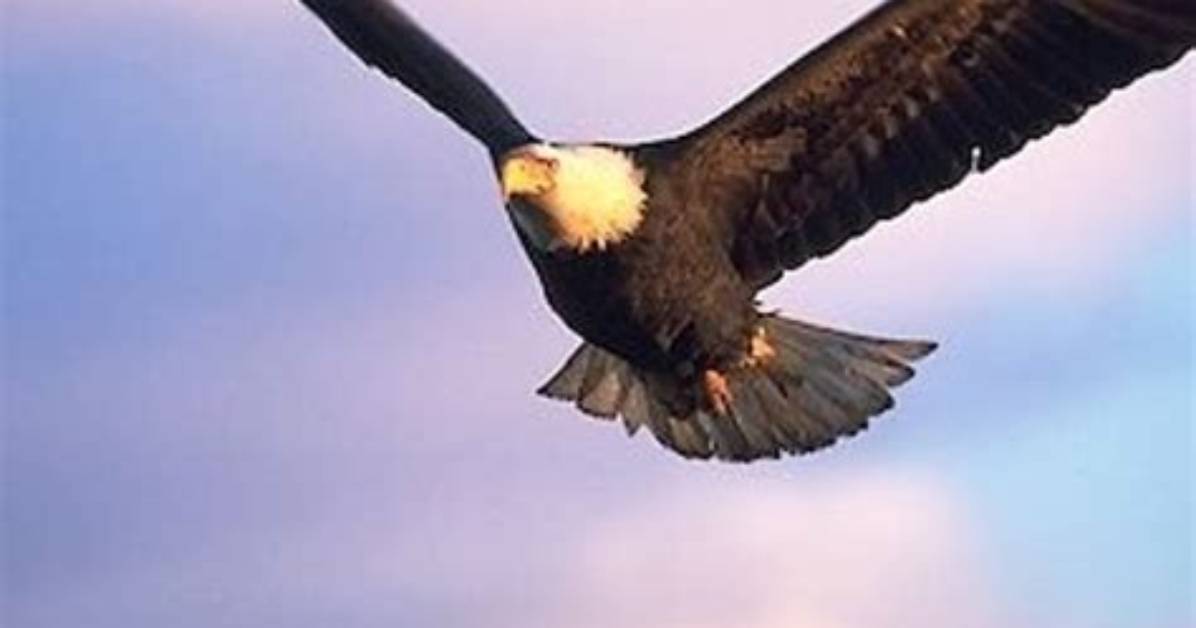 Will Eagles Fly in Flocks?