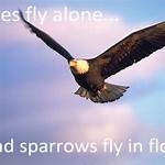 Will Eagles Fly in Flocks?