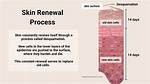 Will Epidermis Grow Back?