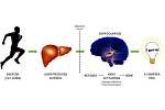 Will Exercise Increase Ketones?