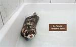 Will Ferrets Take Dust Baths?