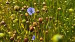 Will Flax Plants Spread