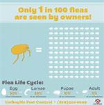 Will Fleas Eventually Die Without Pets?