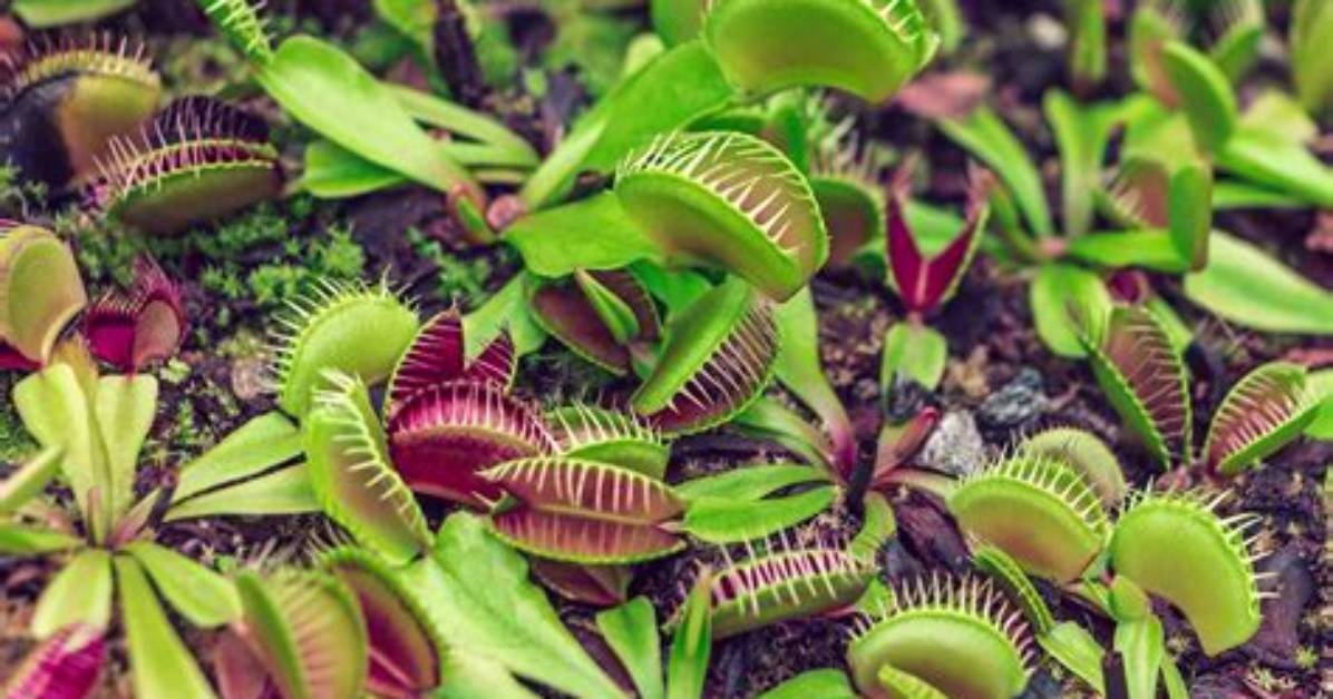 Will Flytrap Grow in Georgia?