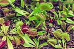 Will Flytrap Grow in Georgia?