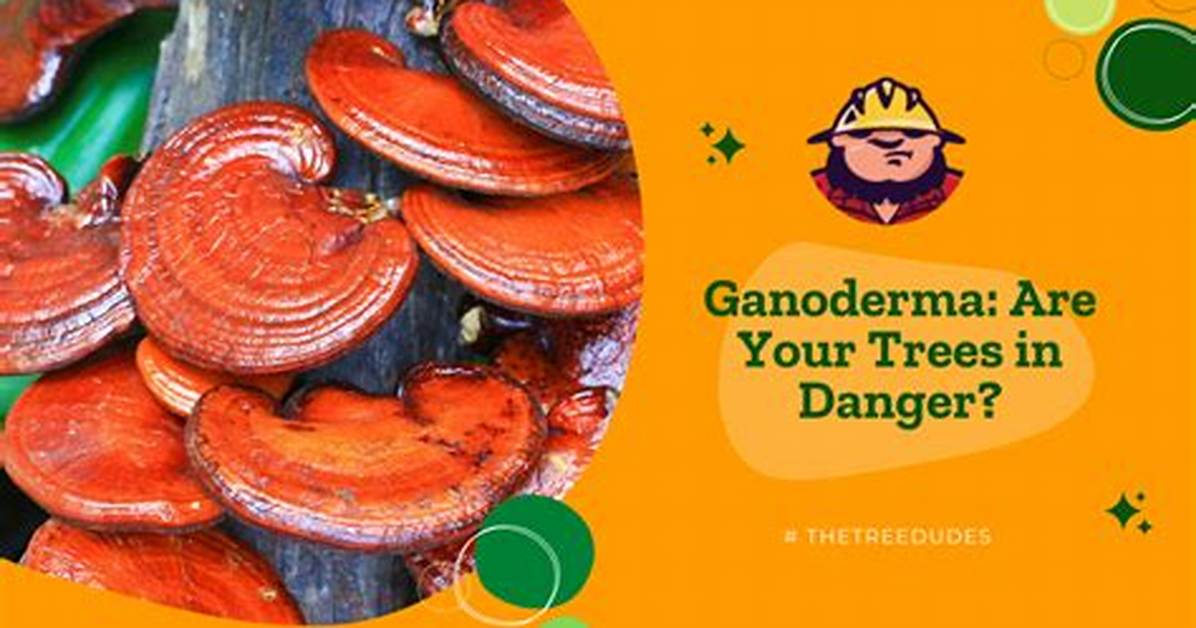 Will Ganoderma Kill Trees