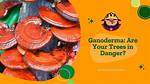 Will Ganoderma Kill Trees