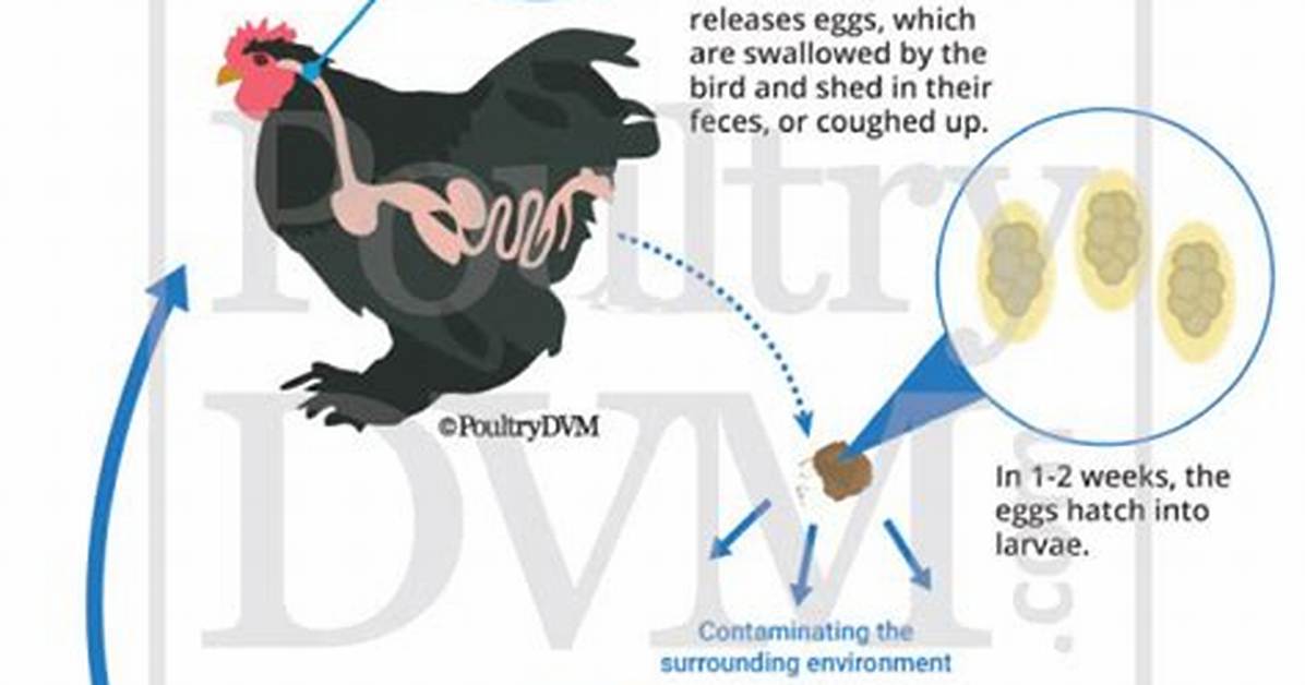 Will Gapeworm Kill Chickens?