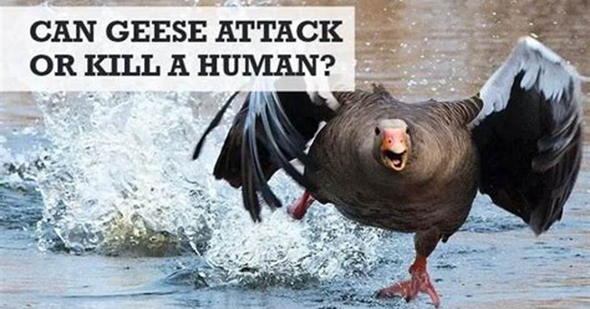 Will Geese Attack You?