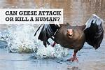 Will Geese Attack You?