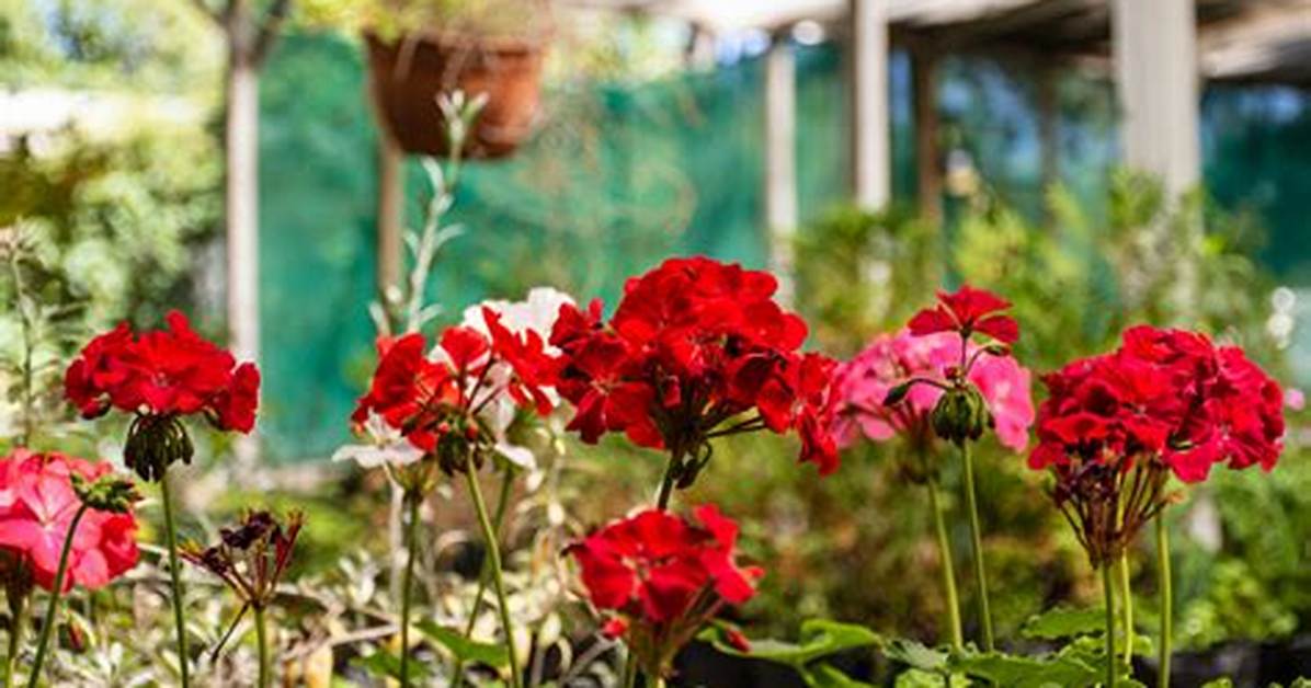 Will Geraniums Come Back?