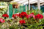 Will Geraniums Come Back?