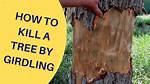 Will Girdling a Tree Kill It?