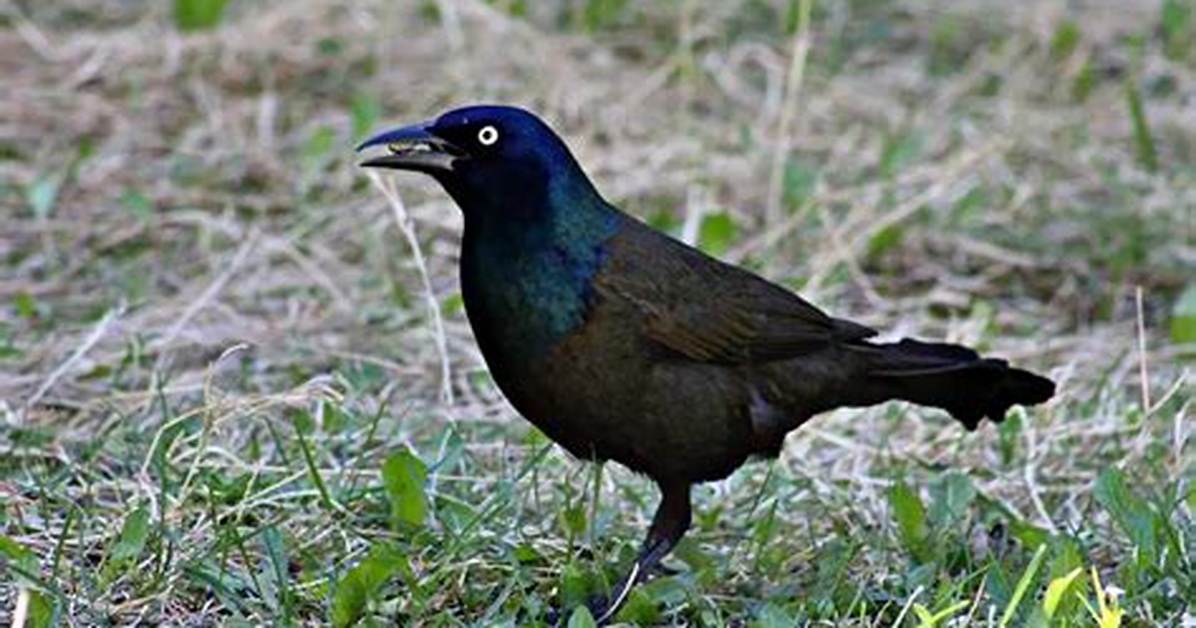 Will Grackles Attack Humans?