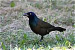 Will Grackles Attack Humans?