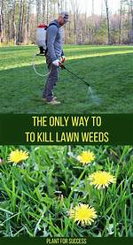 Will Grass Kill Weeds?