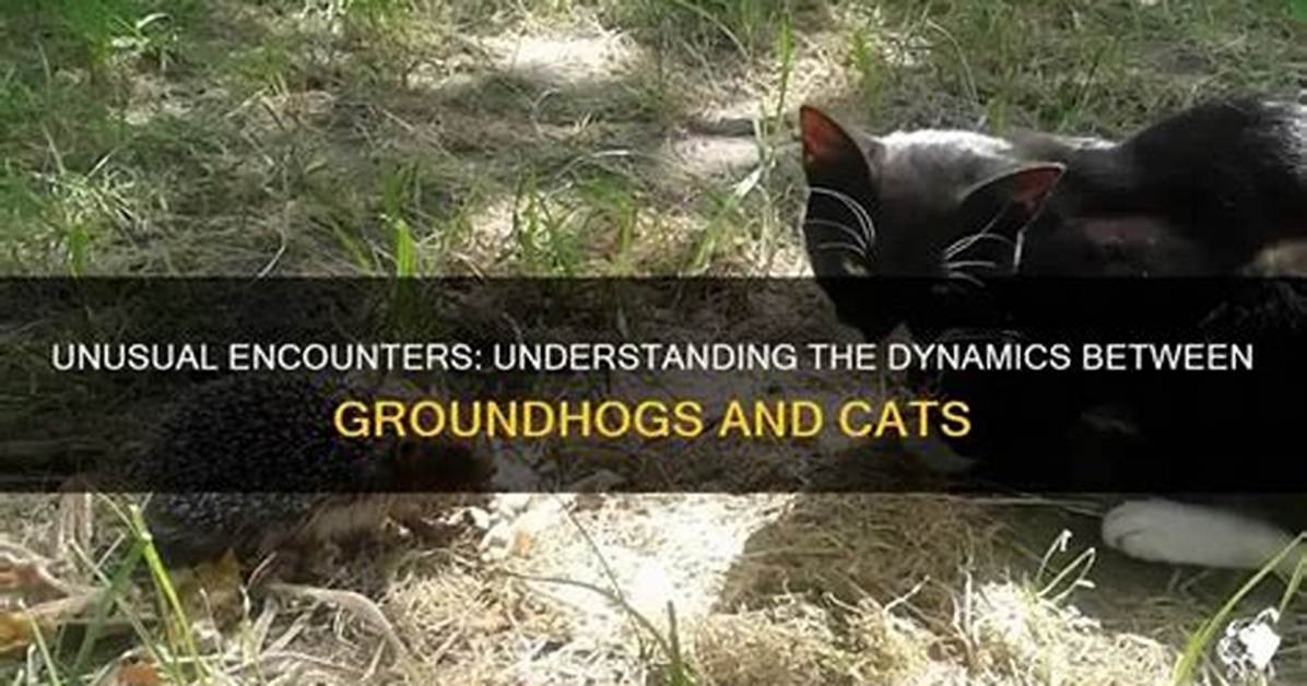 Will Groundhogs Attack Cats?