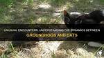 Will Groundhogs Attack Cats?