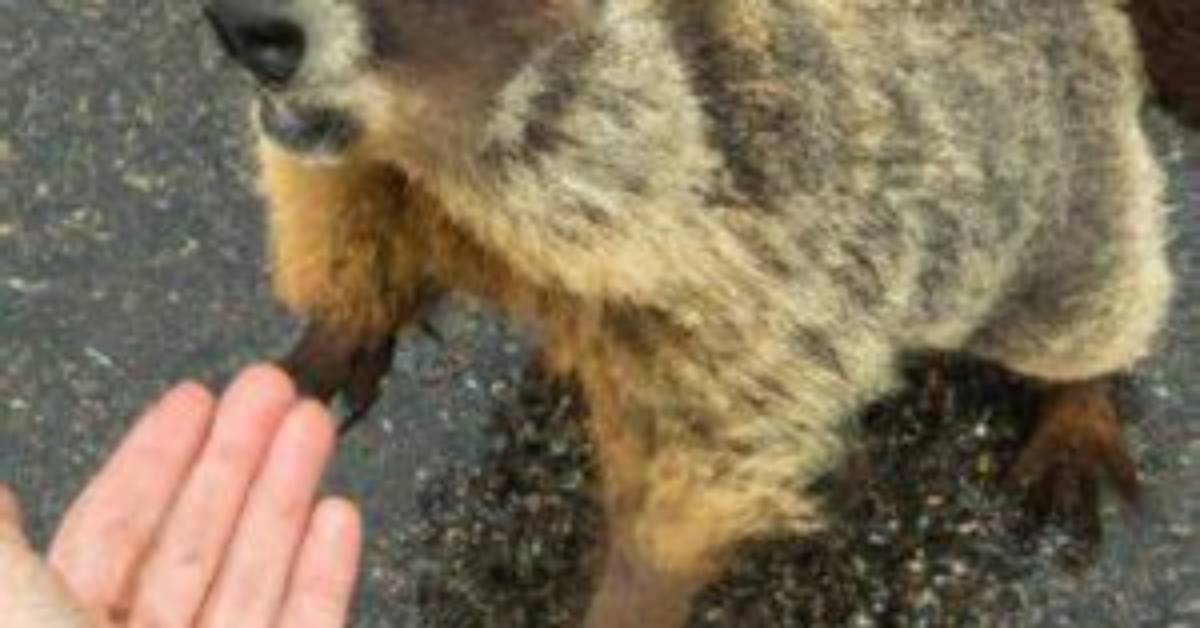 Will Groundhogs Attack Humans?