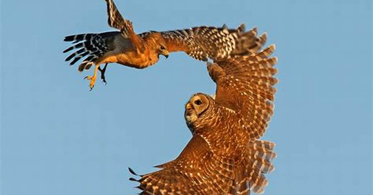 Will Hawks Attack Owls