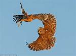 Will Hawks Attack Owls