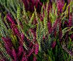 Will Heather Grow Back?