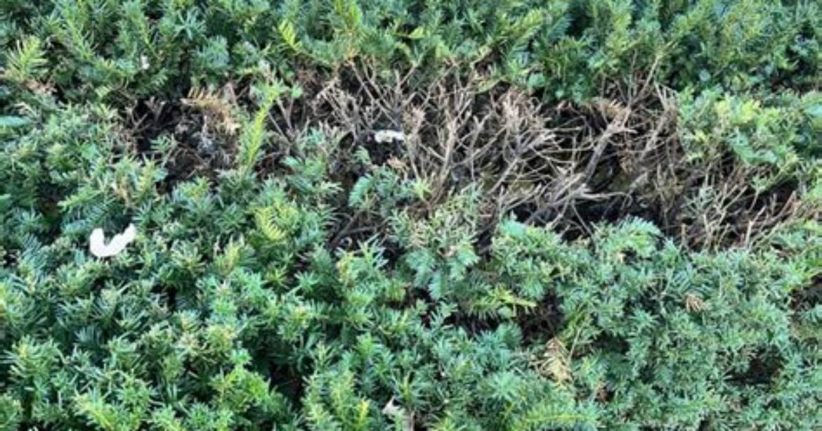 Will Hedges Grow Back?