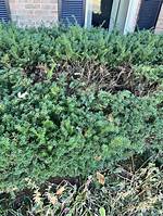 Will Hedges Grow Back?