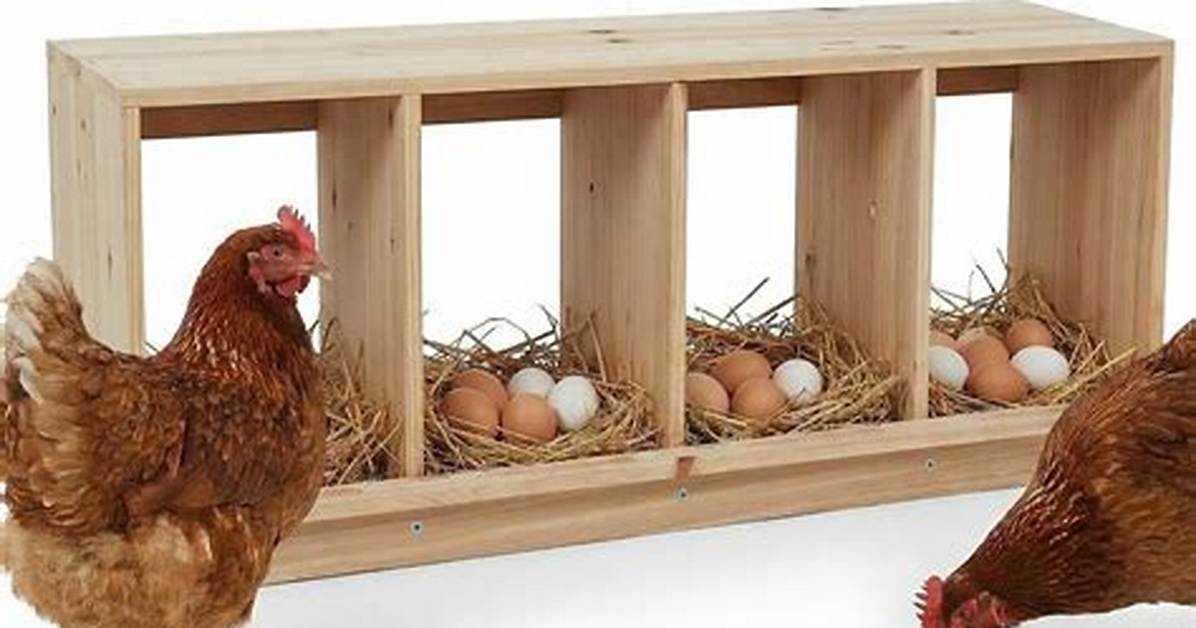 Will Hens Use Nesting Boxes?