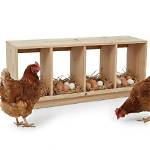 Will Hens Use Nesting Boxes?
