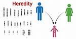 Will Heredity Affect Behavior?